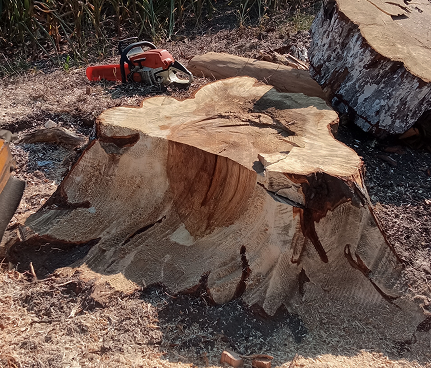 Frezowanie pni - często zadawane pytania